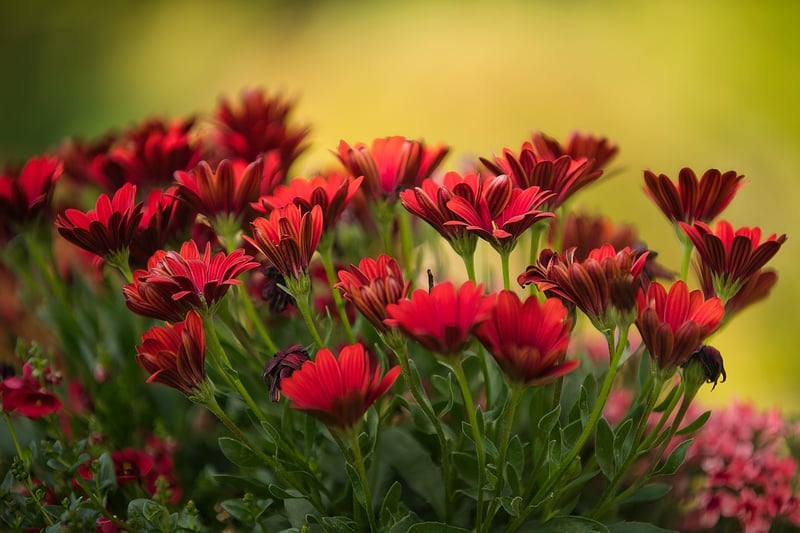 Online Gardening Group